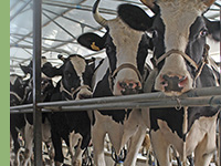 Manejo e Produção de Gado Bovino Leiteiro