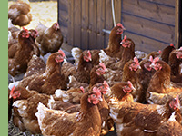 Criação de Frango Caipira