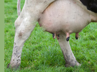 Manejo e Nutrição de Bovinos Leiteiros