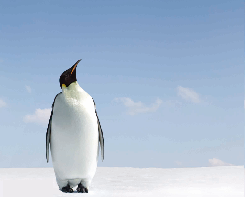 Curso - NT Educação